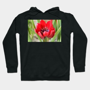 Tulipa  &#39;Lilliput&#39;  Tulip Hoodie